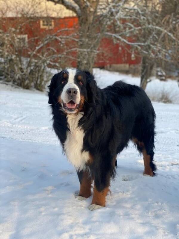 Hund - Bernersennen Yaya