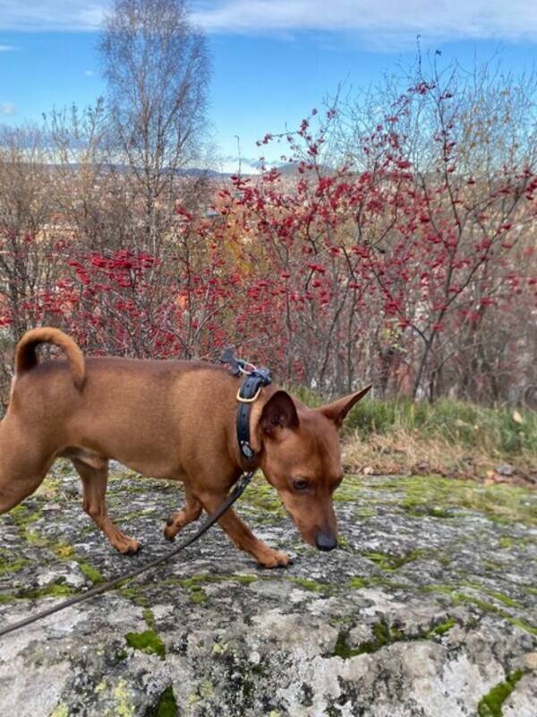 Hund - Dverg Pincher Hund - Dverg Pincher