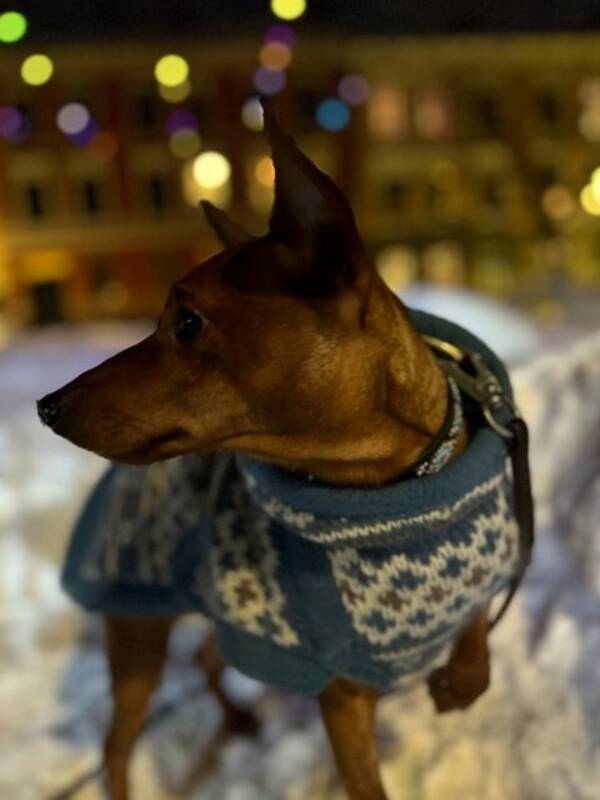 Hund - Dverg Pincher