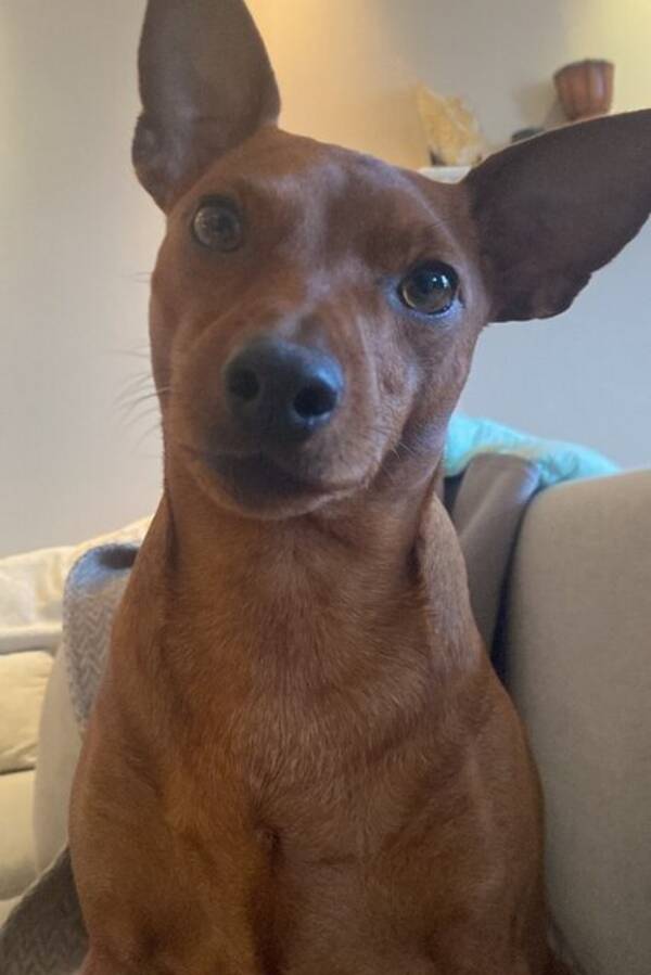 Hund - Dverg Pincher Hund - Dverg Pincher