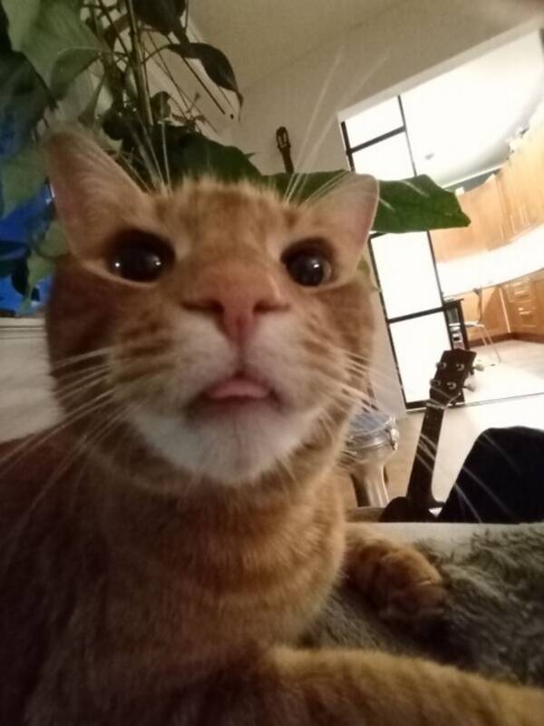 Katt - Sunny Katt - Sunny