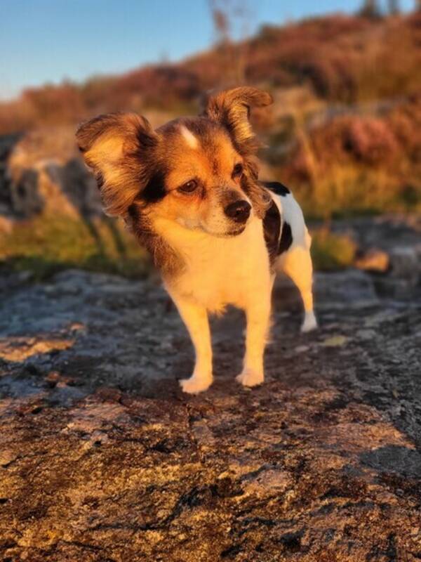 Hund - Jack russel och chiuaua