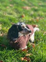 Kanin Tax - Leia Kanin Tax - Leia