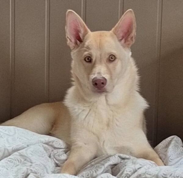 Hund - Willys  Hund - Willys