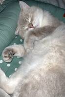 Katten Habibi Katten Habibi