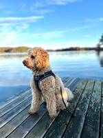 Goldendoodle 8kg