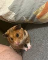 Guldhamster Guldhamster
