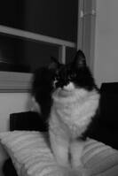 Katten Texas Katten Texas