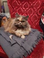 Little GraceKelly Little GraceKelly