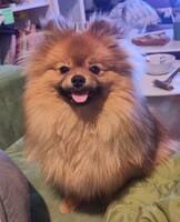 Pomeranian Poko