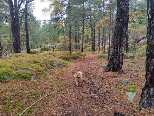 Hund - Pomeranian Poko