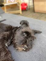 Dvärgschnauzern Titti Dvärgschnauzern Titti