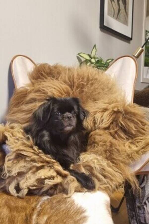 Hund - Tibetansk Spaniel  Hund - Tibetansk Spaniel