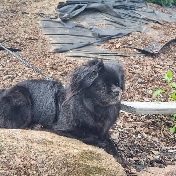 Hund - Tibetansk Spaniel 