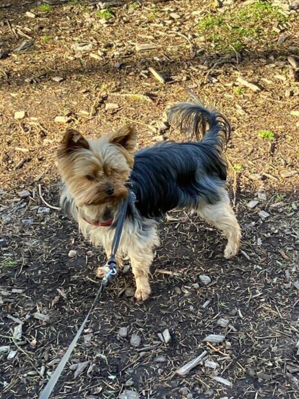 Hund - Yorkshireterrier 