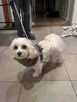 Maltipoon Sture Maltipoon Sture