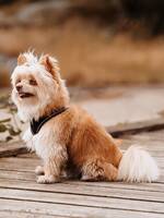 Pomchi