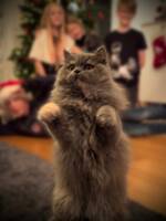 Ragdoll/Russian blue Ragdoll/Russian blue