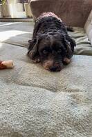 Bishon Dovi Bishon Dovi