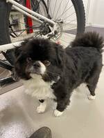 Blandrashund Blandrashund