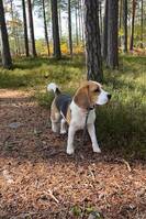 Beaglen Venandi Beaglen Venandi