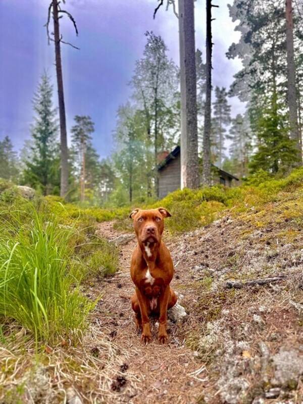 Hund - Staff/rich back Hund - Staff/rich back