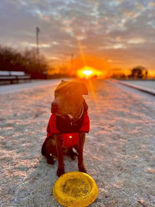 Hund - Staff/rich back