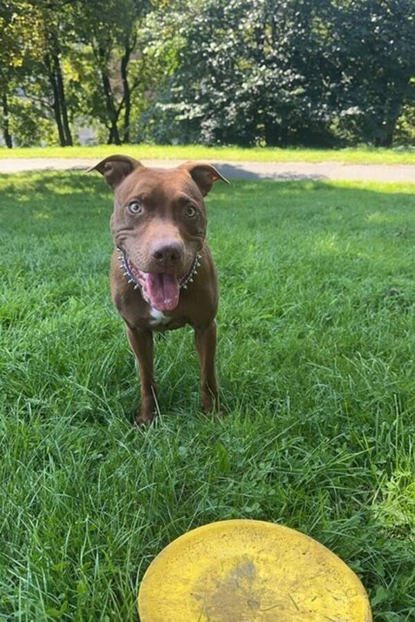 Hund - Staff/rich back