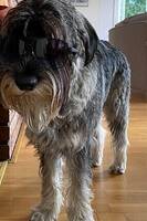 Min hund Hanzo Min hund Hanzo