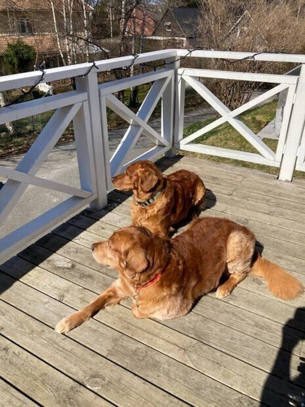 Hund - Jakt goldenretriver Ludde och Krut