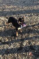 Amerikan Bully Zoey Amerikan Bully Zoey