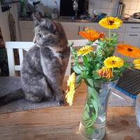 Lilla Easy Lilla Easy