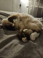 Katten Frasse Katten Frasse