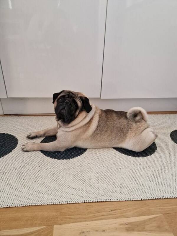 Hund - Mops DJ Hund - Mops DJ