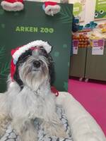 Essie, tibetansk terriertik Essie, tibetansk terriertik