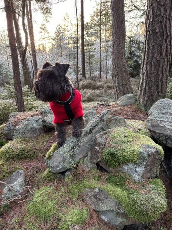 Revisitter - HUND Revisitter - HUND