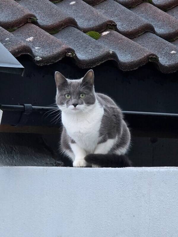 Katt - Rosalinn hunnkatt Katt - Rosalinn hunnkatt