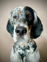 Doris, Engelsk Setter Doris, Engelsk Setter