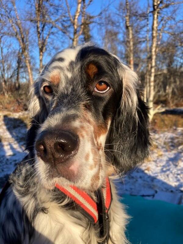 Hund - Doris, Engelsk Setter