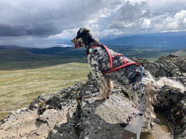 Hund - Doris, Engelsk Setter