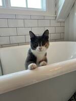 Katten Shirin Katten Shirin