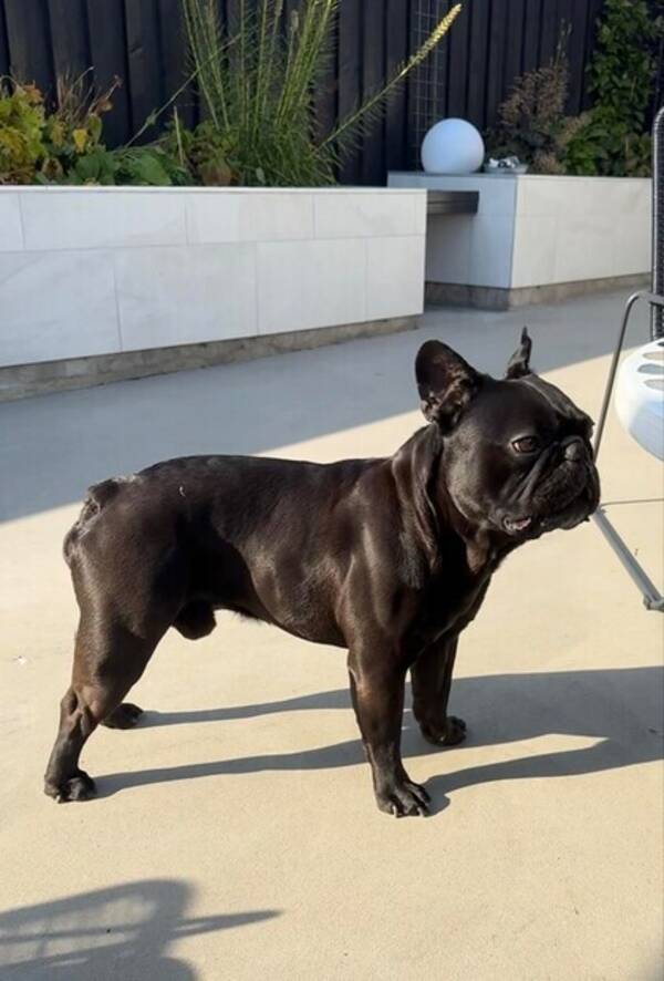 Hund - Fransk bulldog Gsta 