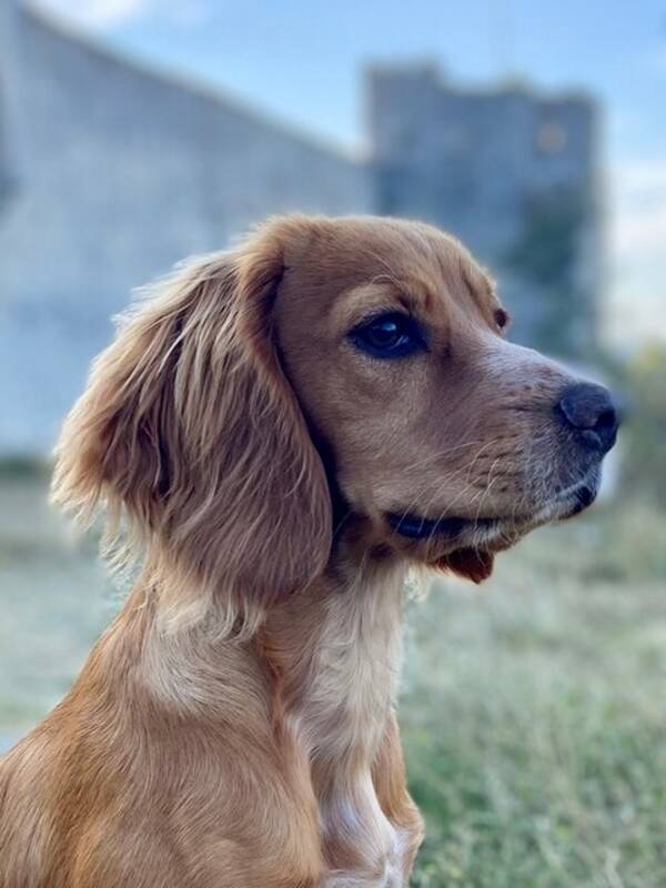 Hund - Cockerspanieln Alba Hund - Cockerspanieln Alba