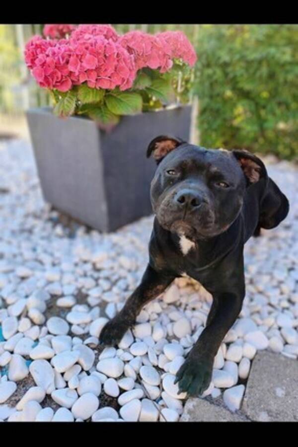 Hund - Staffen rosie  Hund - Staffen rosie