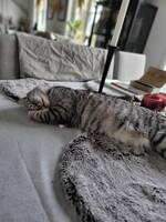 Katten Nils Poppe Katten Nils Poppe