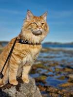 Hajdumir Arèshjärta Hajdumir Arèshjärta