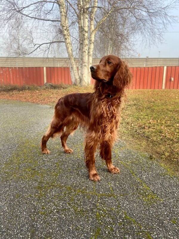 Hund - Irländsk setter Hund - Irländsk setter