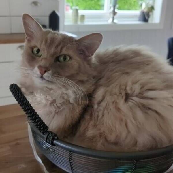 Katt - Katt Katt - Katt