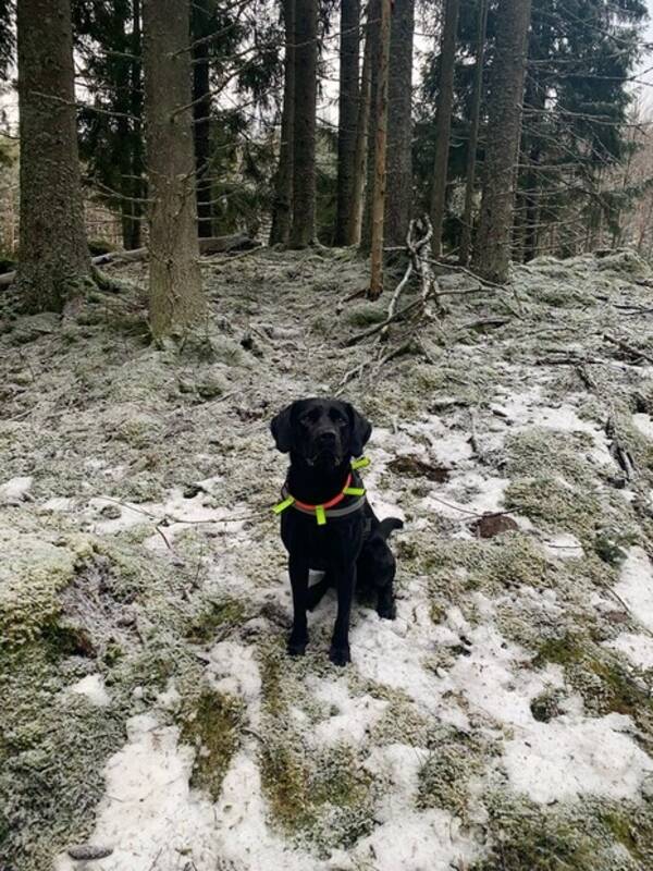 Hund - Labradoren Olle