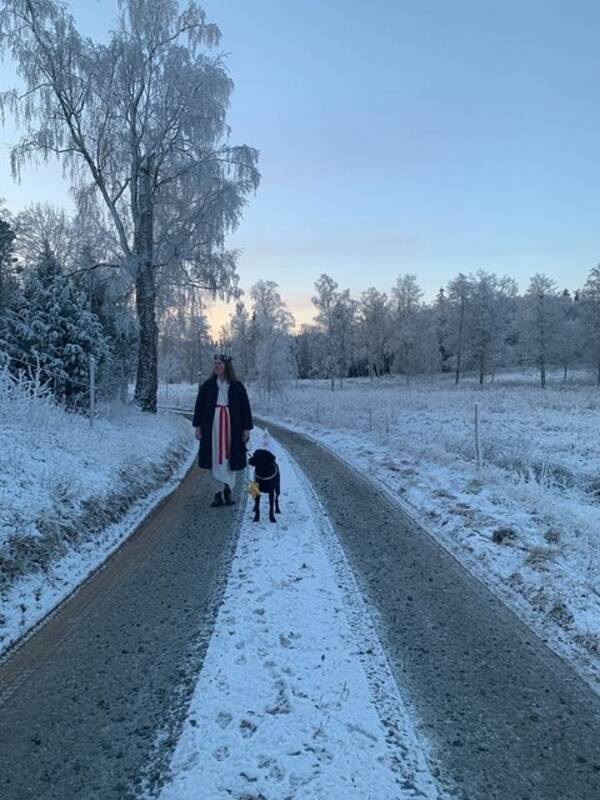 Hund - Labradoren Olle